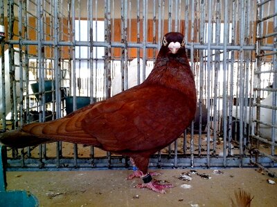 Brown dove orange