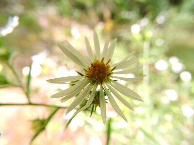 Floral plant blossom photo