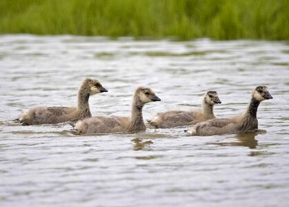 Canada water photo