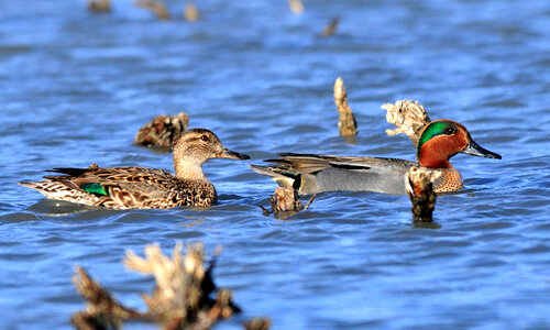 Green Winged Teal pair at  Seedskadee National Wildlife Refuge