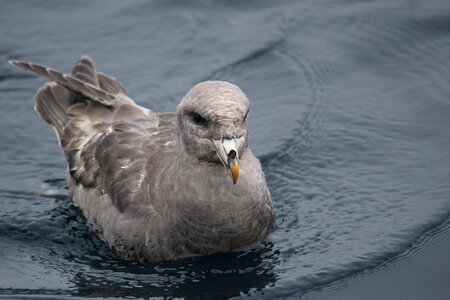 Northern fulmar-2