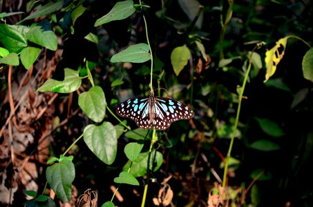 Butterfly Blue Tiger photo