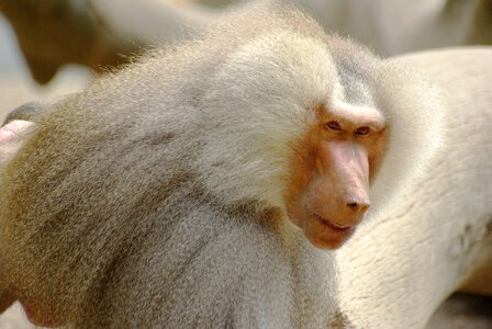Mantelpavian primate wild life photo