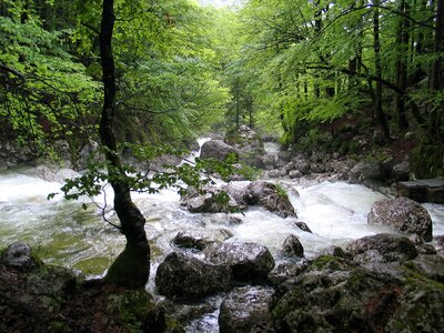 Stream in Sava Bohinjka photo