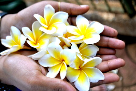 Holding Flowers In Hands photo