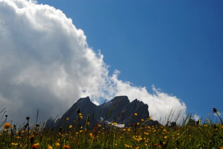 Flowers clouds prato