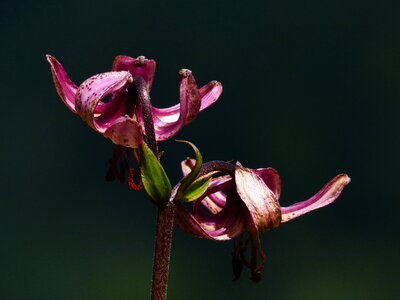 Bloom dark pink purple