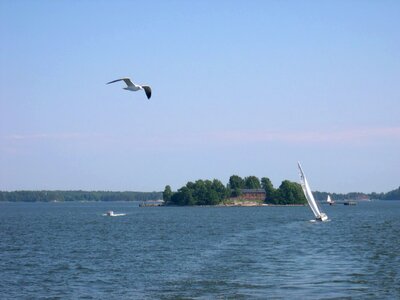 Flight seagulls 