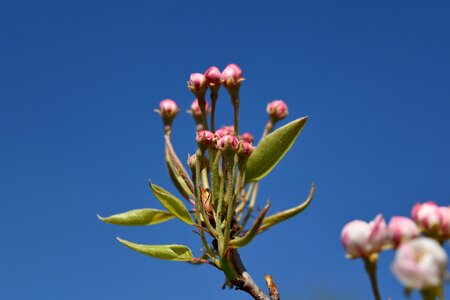 Tree spring flora photo