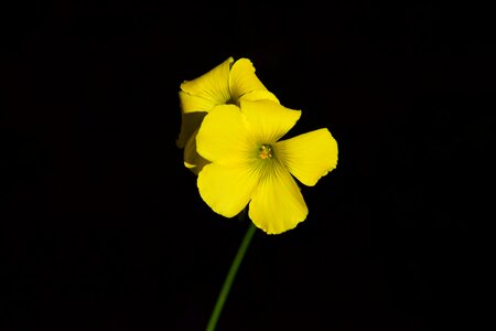 Beautiful Flowers bloom blooming