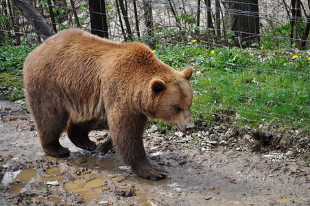 Brown Bear fence grizzly photo