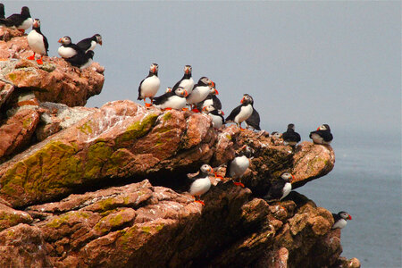 Puffins on a cliff in Maine