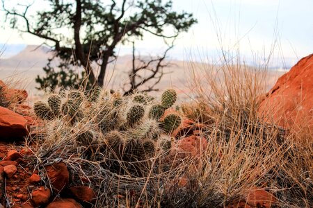 Area cactus canyon