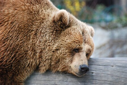 Bear rest zoo