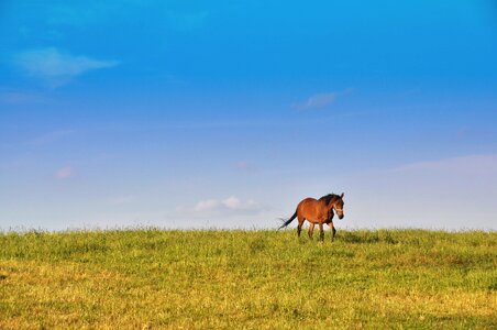 Freedom nature meadow