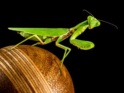 Fishing locust green close up photo