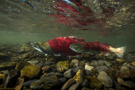 Sockeye Salmon photo