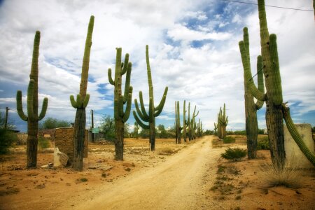 Dirt road arizona landscape photo