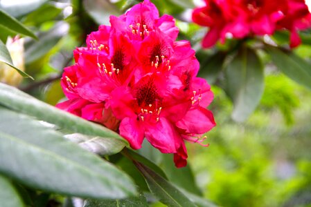 Blossom bloom red rhododendron photo