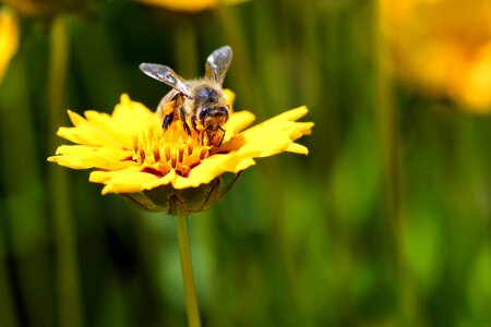 Animal arthropod beautiful flowers