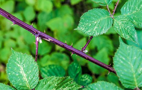 Thorns nature prickly photo