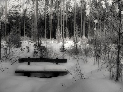 Cold wooden bench forest