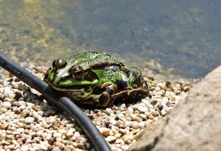Pond garden pond frog pond