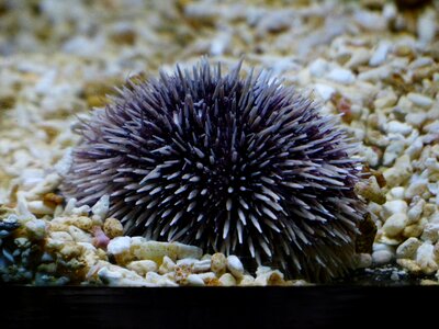 Echinoidea echinoderms wirbellos
