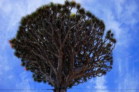 Dracaena draco aesthetic branches