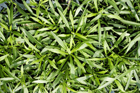 Green Abstract Plant