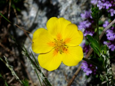 Bloom yellow alpine flower photo