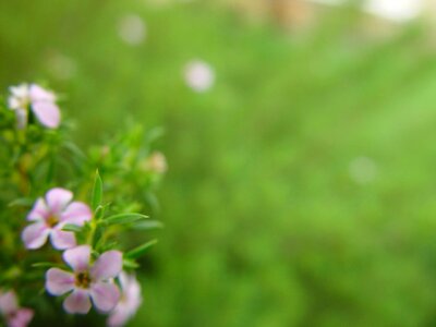 Background flowers greenery