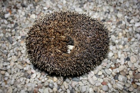 Wildlife bristle spiked