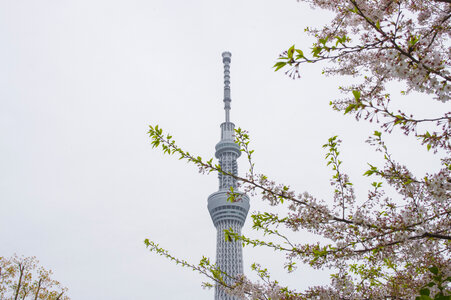 8 SkyTree