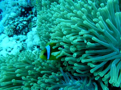 Underwater world coral reef red sea photo