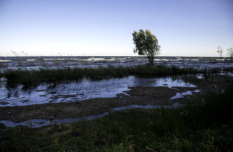 Lake Michigan landscape and Horizon with a tree at J.W. Wells State Park photo