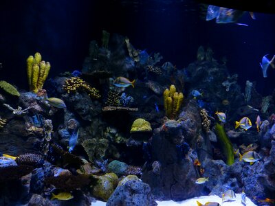Sponges aquarium underwater photo
