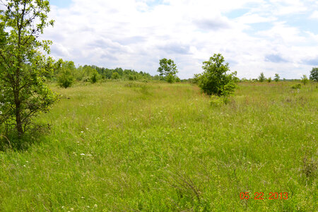 Grassland habitat 
