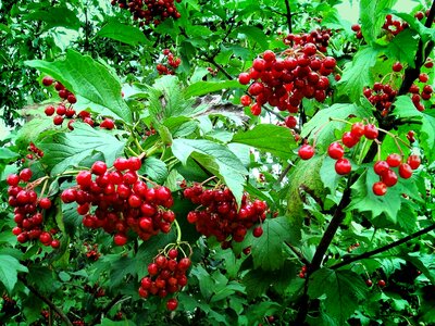 Berry branch fruit