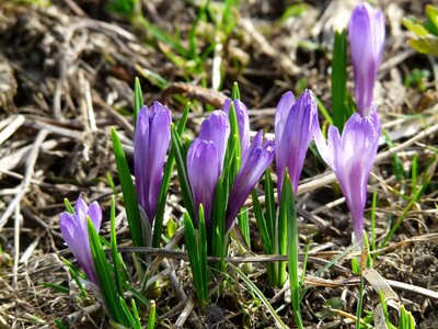 Purple flowers blossom photo