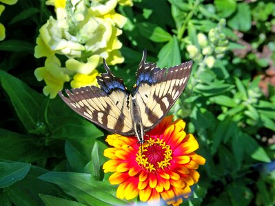 Scarce swallowtail butterfly animal