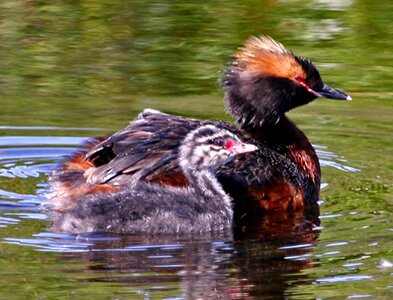 Female Podiceps nigricollis teenage photo