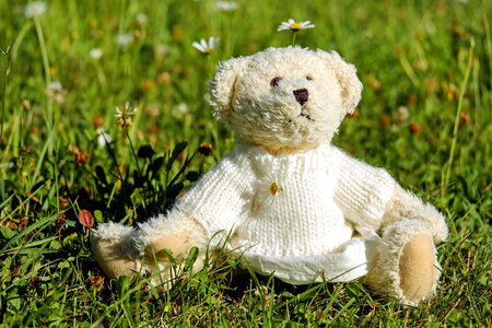 Bear beautiful photo cute
