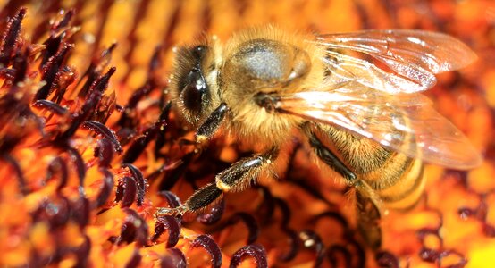 Bee macro sunflower