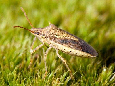 Insect bug macro