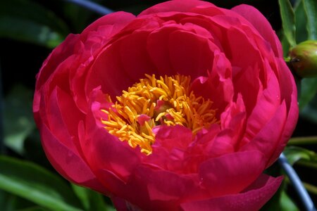 Spring floral season