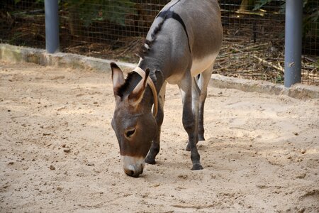 Animal mammal donkey