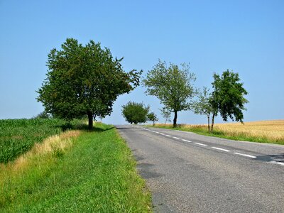 Trees cherry tree landscape photo