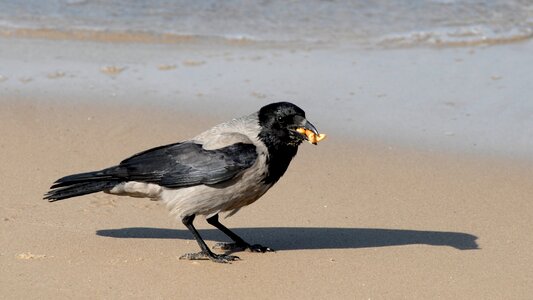 Crow food beach photo