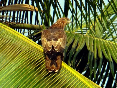 Pernis ptilorhynchus accipitridae raptor